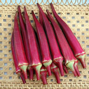 Abelmoschus esculentus (Okra) - 'Candle Fire'