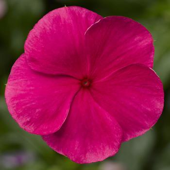 Catharanthus roseus (Annual Vinca; Periwinkle) - Cora&reg; XDR Punch