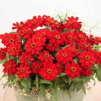 Zinnia - 'Profusion Red' Zinnia 