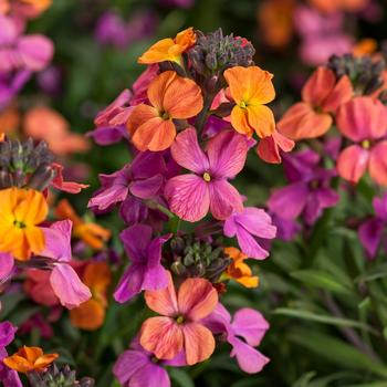Erysimum linifolium - Erysistible Bronze Rose Wallflower