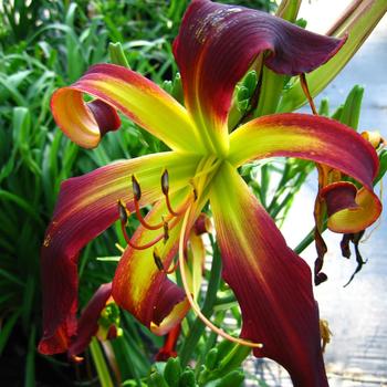 Hemerocallis - 'Dancing On Air' Daylilly