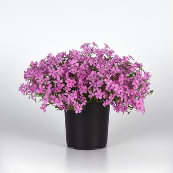 Phlox - Spring Splash&trade; Pink