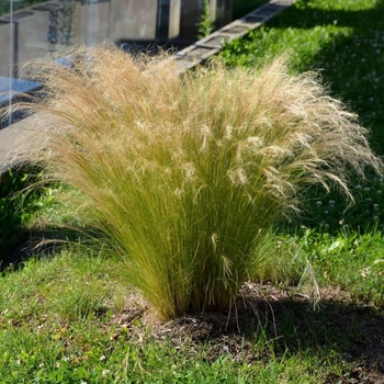 Stipa tenuissima - Feather Grass