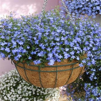 Lobelia erinus 'Riviera Sky Blue' - Lobelia Riviera