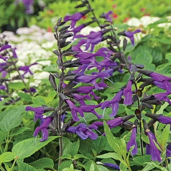 Salvia hybrid 'Amistad' - ‘Amistad’ Salvia