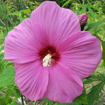 Hibiscus moscheutos 'Pink Hibiscus' - Pink Hardy Hibiscus 