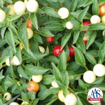 Capsicum Annum - Holiday Cheer Ornamental Pepper 