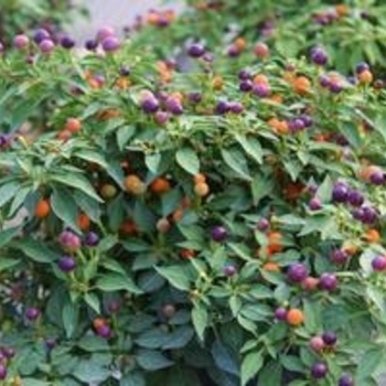 Capsicum Annuum - Hot Pops Purple Ornamental Pepper