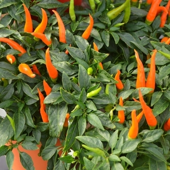 Capsicum Annuum - Santos Orange Ornamental Pepper