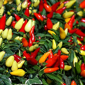 Capsicum Annuum - Salsa Yellow-Red Ornamental Pepper