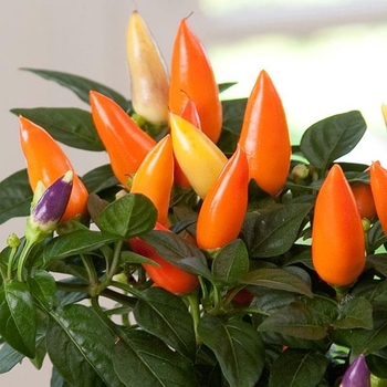 Capsicum Annuum - Acapulco Orange Ornamental Pepper