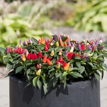 Capsicum Annuum - Acapulco Multicolor Ornamental Pepper