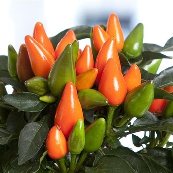 Capsicum Annuum - Salsa Dark Orange Ornamental Pepper