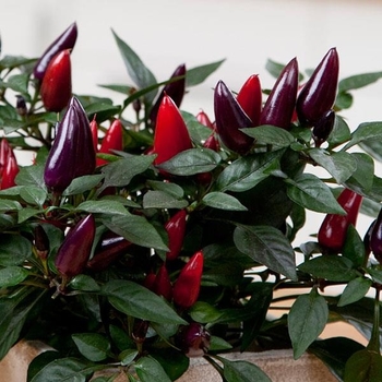 Capsicum Annuum - Acapulco Purple Ornamental Pepper