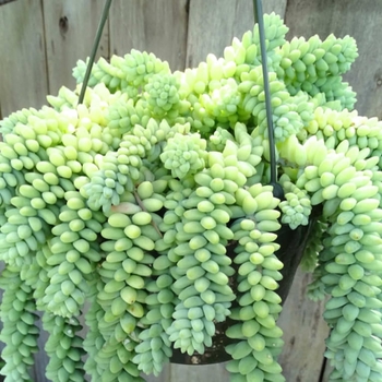 Sedum Morganianum - Burro's Tails 