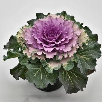 Brassica oleracea - Osaka Pink Flowering Cabbage