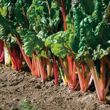 Brassica oleracea 'Bright Lights' - Swiss Chard