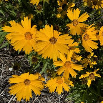 Coreopsis (Tickseed) - UpTick™ Gold Coreopsis (Tickseed) - UpTick™ Gold