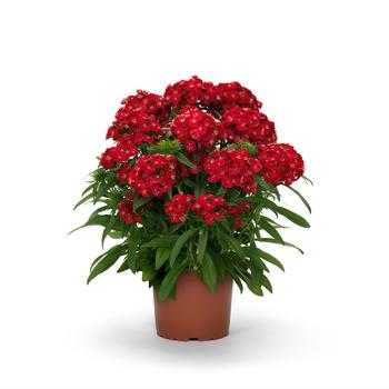 Dianthus barbatus (Sweet William) - Dart&trade; Scarlet