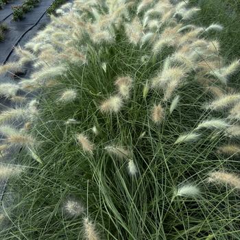 Pennisetum villosum - 'Fluffy' Feather Top Grass