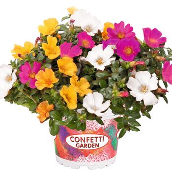 Portulaca oleracea - Purslane Assorted Portulaca oleracea - Purslane Assorted