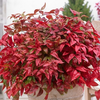 Nandina domestica 'Blush Pink' - Blush Pink Nandina