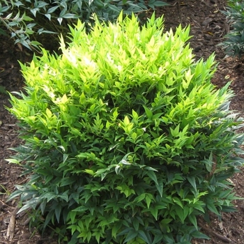 Nandina domestica - ‘Lemon-Lime’ Nandina