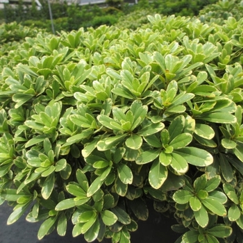 Pittosporum tobira - Mojo Pittosporum