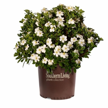 Gardenia jasminoides 'LEETWO' - ScentAmazing Gardenia