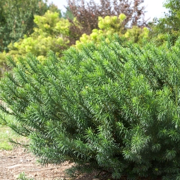 Cephalotaxus harringtonia ‘Plania’ - Yewtopia Plum Yew