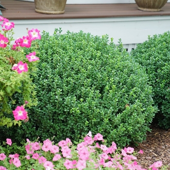 Buxus microphylla - Sprinter Boxwood