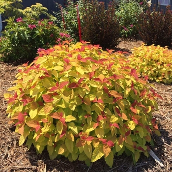 Spiraea japonica - Double Play Candy Corn Spirea