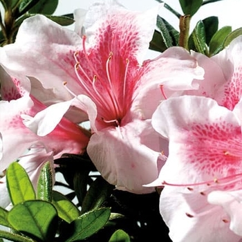Rhododendron Hybrid ‘Robled’ - Autumn Chiffon Rhododendron Hybrid ‘Robled’ - Autumn Chiffon