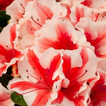 Rhododendron Hybrid ‘Robleze’ - Autumn Starburst