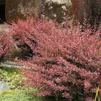 Berberis thunbergii 'Rose Glow' - Rose Glow Japanese Barberry
