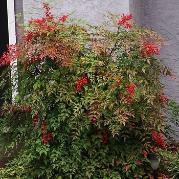 Nandina domestica 'Compacta' - Compact Nandina