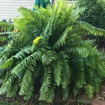 Nephrolepis biserrata - Macho Ferns Nephrolepis biserrata - Macho Ferns