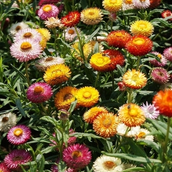 Bracteantha bracteata - Strawflower