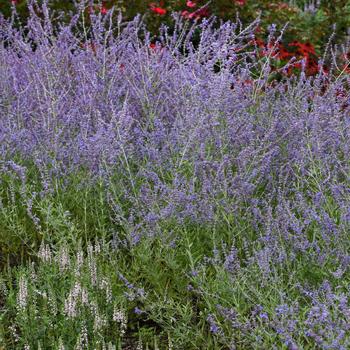 Perovskia atriplicifolia - 'Crazy Blue' Russian Sage Perovskia atriplicifolia - 'Crazy Blue' Russian Sage