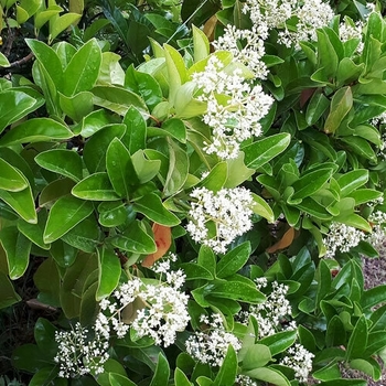 Viburnum odoratissium - Sweet Viburnum Viburnum odoratissium - Sweet Viburnum