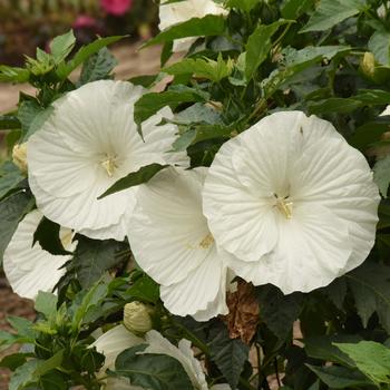 Hibiscus moscheutos - 'Marshmallow Moon' Rose-mallow