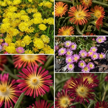 Delosperma cooperi- Ice Plant - Wheels of Wonder – Assorted Colors