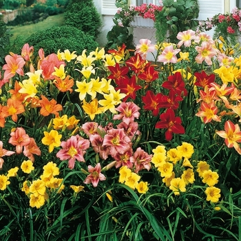 Hemerocallis - Assorted Daylily Hemerocallis - Assorted Daylily