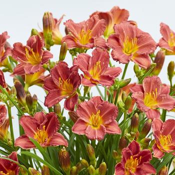 Hemerocallis (Daylily) - EveryDaylily&reg; Red