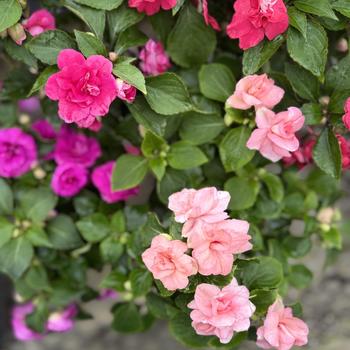 Impatiens walleriana (Double Impatiens) - Rockapulco® Mixture Impatiens walleriana (Double Impatiens) - Rockapulco® Mixture
