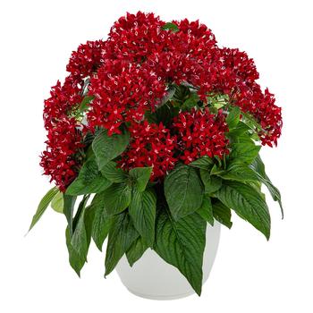 Pentas lanceolata (Star Flower) - Graffiti&reg; Deep Red