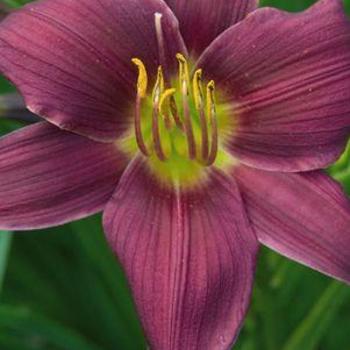Hemerocallis - 'Stella in Purple' Daylily Hemerocallis - 'Stella in Purple' Daylily