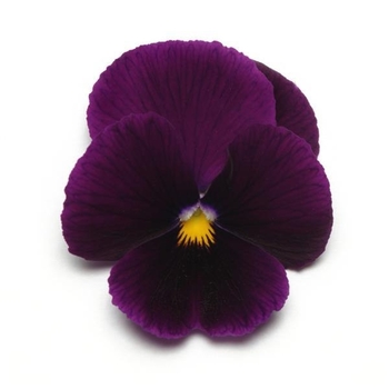 Purple Panola Pansy Purple Panola Pansy