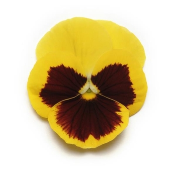 Viola x wittrockiana - Yellow Blotch Panola Pansy Viola x wittrockiana - Yellow Blotch Panola Pansy