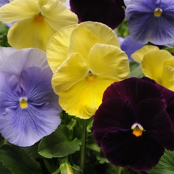 Viola x wittrockiana - Spring Matrix Tricolor Mixture Pansy Viola x wittrockiana - Spring Matrix Tricolor Mixture Pansy